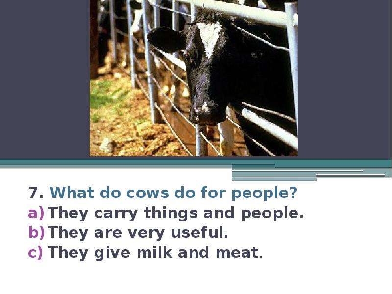 7. What do cows do for people? They carry things and people. They are very useful. They give milk an