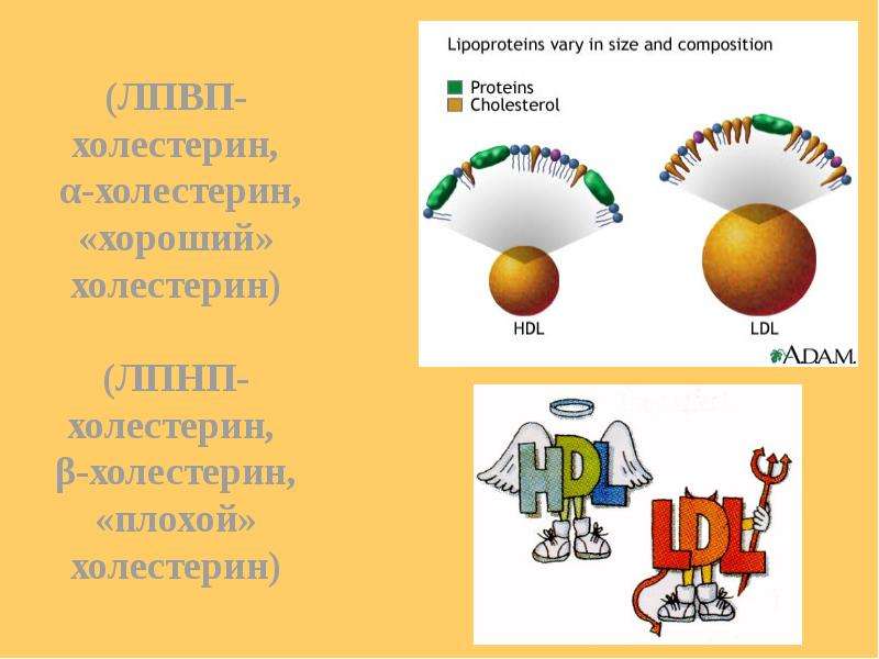 Презентация по химии стероиды