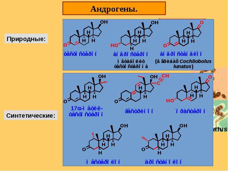 Презентация по химии стероиды