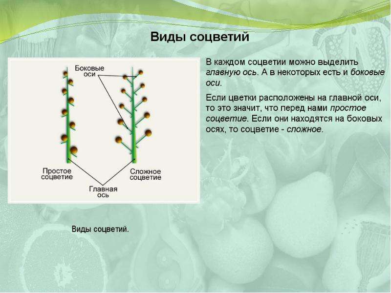 Ось цветка. Боковые оси соцветия. Презентация по биологии соцветия. Ось соцветия виды. Соцветия на основной оси.