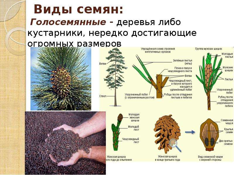 Виды семян. Виды семян деревьев. Семена виды. Семена виды семян.