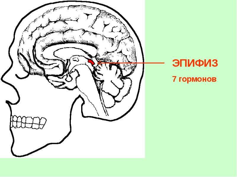 Гипофиз и эпифиз презентация