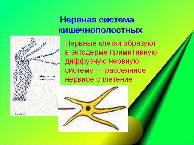 Инстинкт картинки для презентации