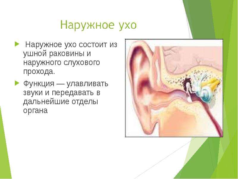 Презентация наружное ухо