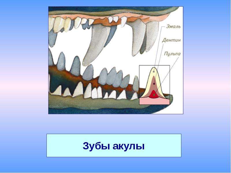 Дифференциация зубов млекопитающих. Строение зуба млекопитающих. Виды зубов у животных. Зубы млекопитающих типы.