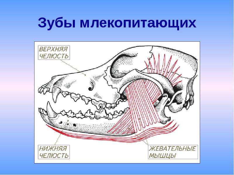 Класс млекопитающие череп. Строение зубов млекопитающих биология 7 класс. Строение зуба млекопитающих. Челюсти млекопитающих. Зубная система млекопитающих.
