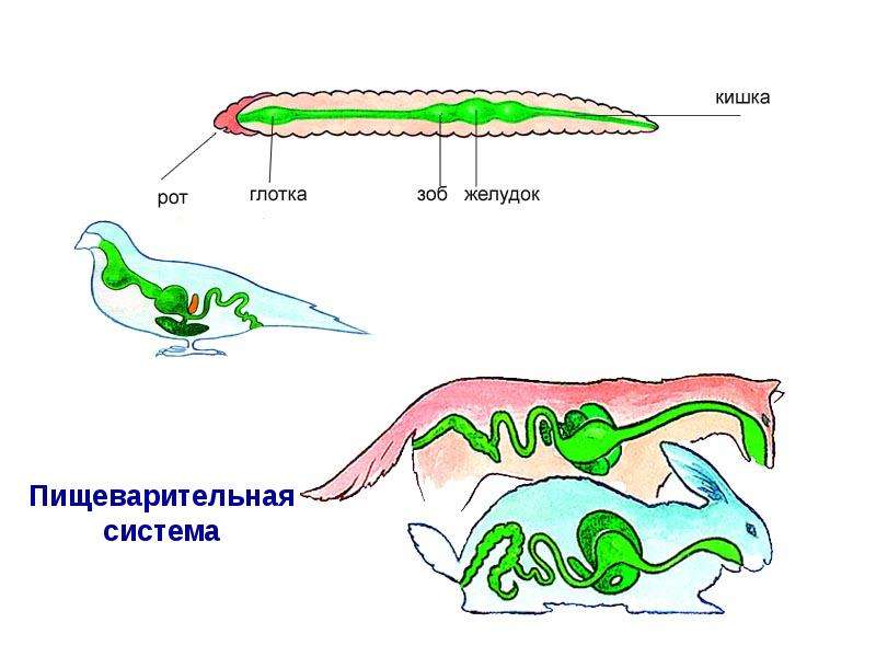 Пищеварительная система животных. Эволюция пищеварительной системы системы системы животных. Пищеварительная система хордовых схема. Эволюция пищеварительной системы хордовых. Эволюция пищеварительной системы хордовых животных.