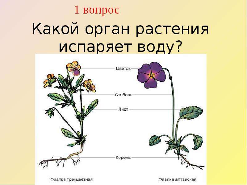 Какое явление в жизни растения изображено на рисунке бабочка