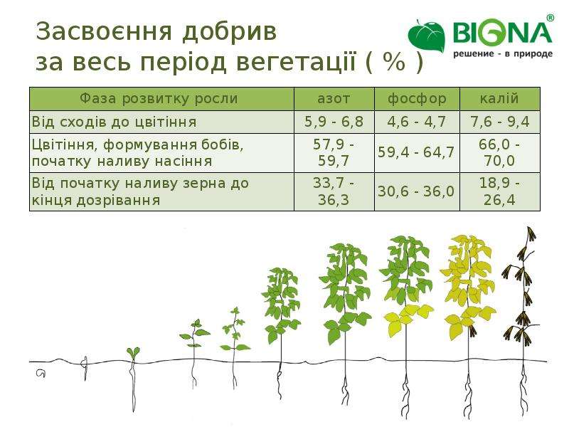 Технология возделывания сои схема