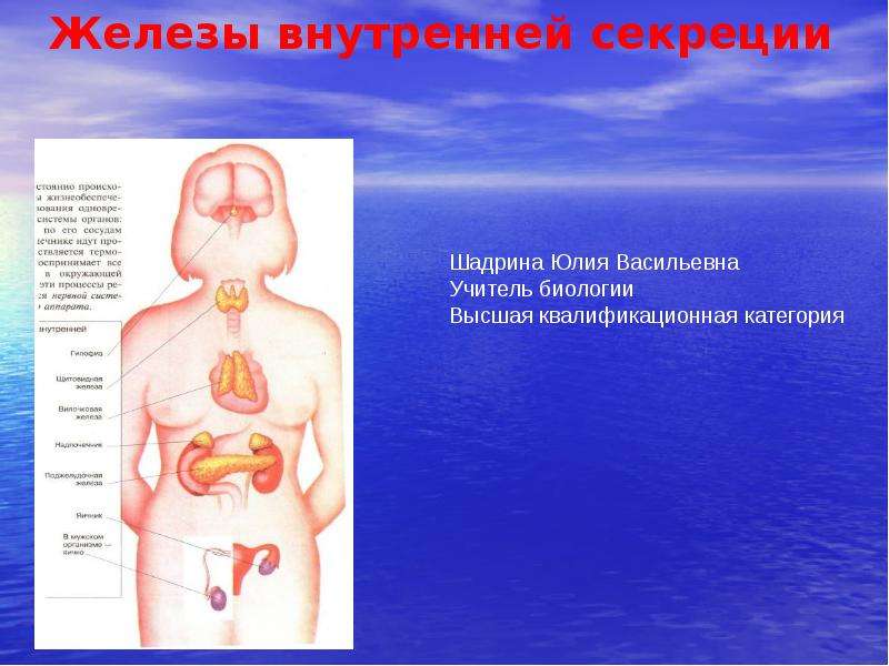 Презентация на тему железы внутренней секреции - 92 фото