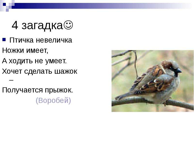 Стишки про воробьев. Загадка про воробья. Загадка про воробья для детей. Загадка про воробья для дошкольников. Загадка с отгадкой Воробей.