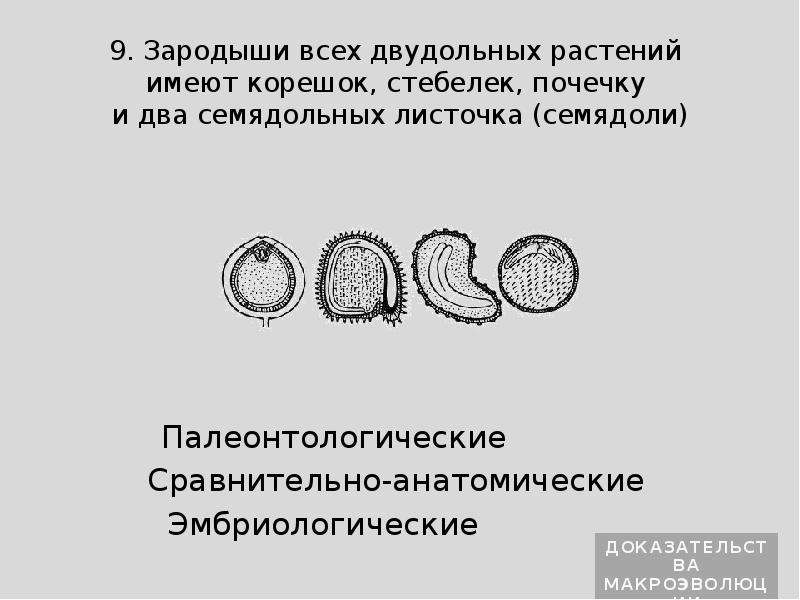 Доказательства макроэволюции. Эмбриологические доказательства макроэволюции. Эмбриологические доказательства микроэволюции. Эмбриологические доказательства макроэволюции примеры.