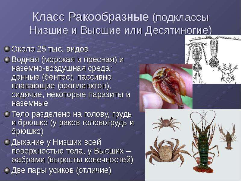 Ракообразные биология 7. Подклассы ракообразных. Ракообразные доклад. Класс ракообразные паразиты. Ракообразные презентация.