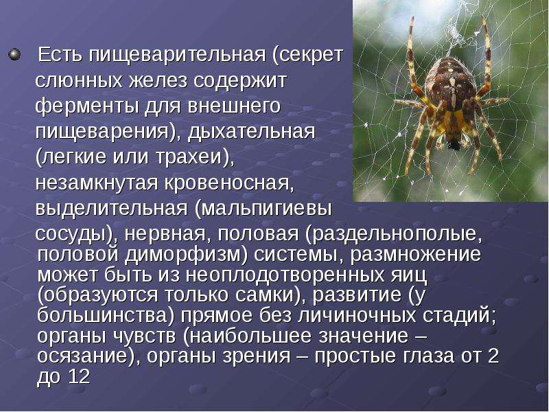 Членистоногие вызывают. Половой диморфизм пауков. Пауки раздельнополые. Половой диморфизм клещей и пауков. Членистоногие раздельнополые.