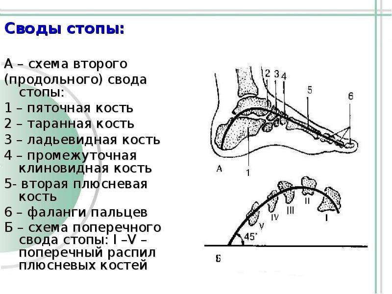 Свод стопы. Строение сводов стопы. Сводчатое строение стопы. Поперечный свод стопы анатомия. Продольный и поперечный свод стопы схема.