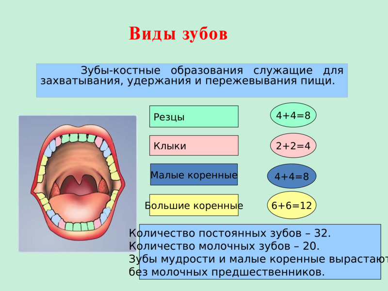 Ротовая полость зубы человека. Пищеварение в ротовой полости зубы. Пищеварение в ротовой полости презентация. Процессы происходящие в ротовой полости. Изменение пищи в ротовой полости.