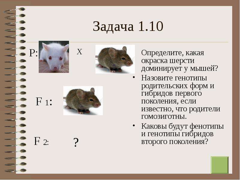 У мышей коричневая окраска шерсти доминирует над серой при скрещивании чистых линий мышей схема