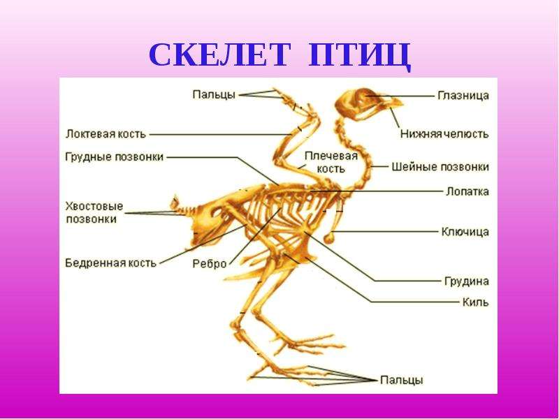 Картинка скелет птицы