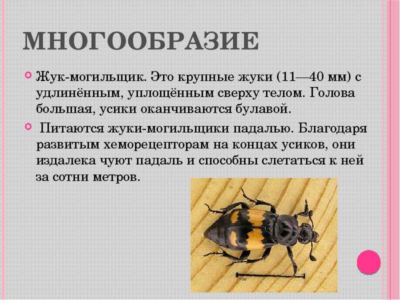 Известно что жук могильщик довольно крупное насекомое. Жук могильщик доклад. Жесткокрылые насекомые сообщение. Жук для презентации. Развитие жесткокрылых насекомых.