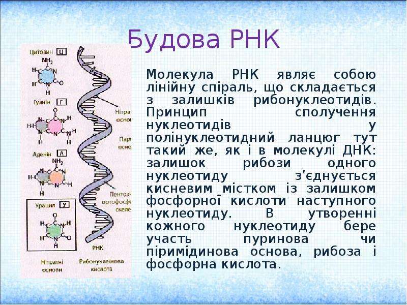 Молекулы рнк образуются. Молекула РНК. РНК расшифровка. Расшифруйте РНК. Самая большая молекула РНК.