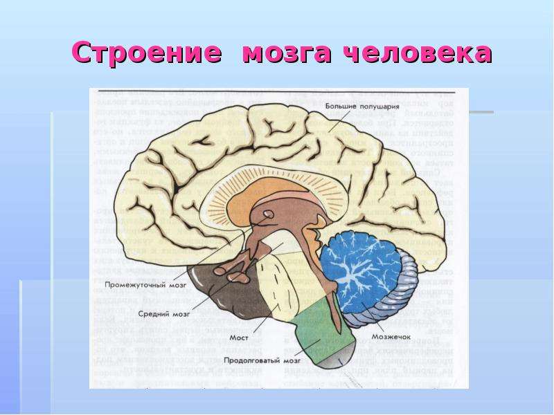 Головной мозг 4 класс. Строение мозга. Структура мозга человека. Продольный разрез головного мозга. Строение человеческого мозга.