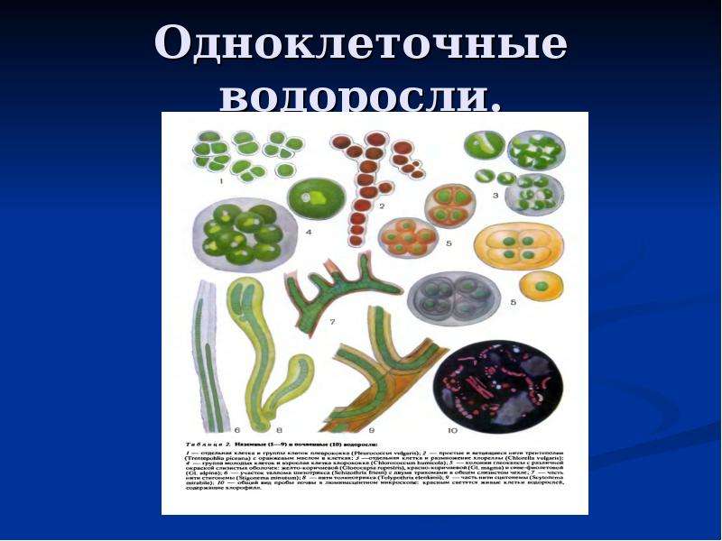 Какова роль человека в эволюции растительного. Эволюция растений 6 класс одноклеточные водоросли. Эволюция. Растения. Эволюционировали водоросли.