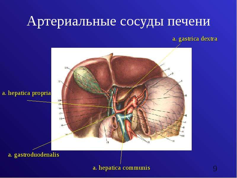 Сосуды печени. Заболевания сосудов печени презентация. Патологии сосудов печени. Артерия гепатика проприа.