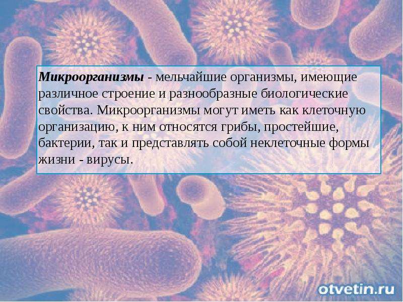 У бактерий активный образ жизни. Понятие бактерии. Понятие о микроорганизмах. К ма кроорганизмам относят. Понятие о микробах.