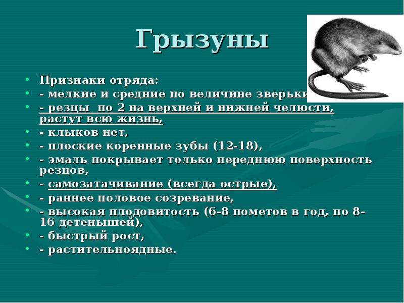 Биология 7 класс презентация млекопитающие грызуны