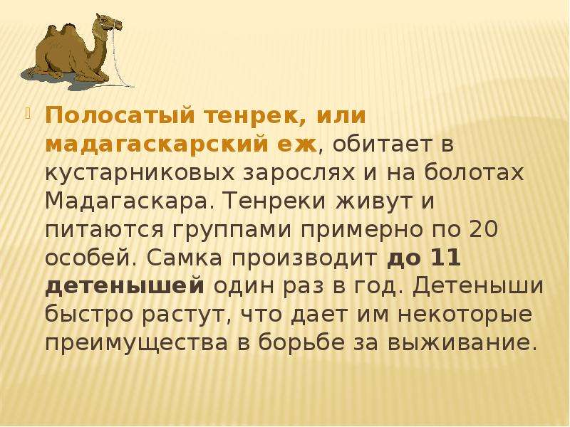 20 особей. Срок жизни млекопитающих. Иждивенческая особь женского пола. Условия обитания полосатого тенрека. Иждивенческая особь женского пола 7 букв.