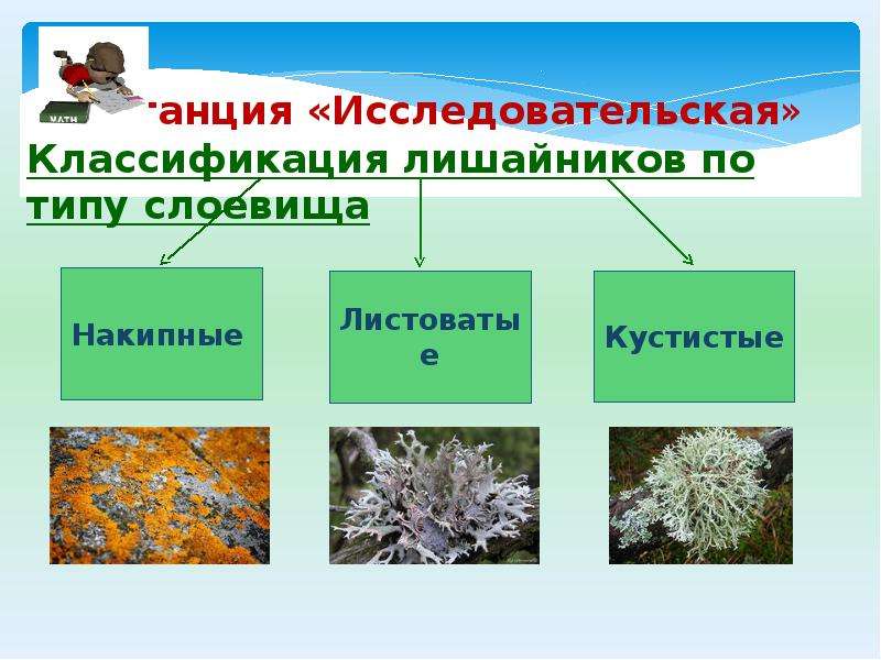 Рассмотрите рисунок какой признак лежит в основе классификации лишайников на указанные группы кратко