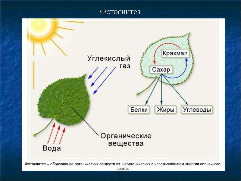 Фотосинтез белка. Фотосинтез листа схема. Схема отражающая процесс фотосинтеза. Фотосинтез дерева схема. Космическая роль зеленых растений фотосинтез.