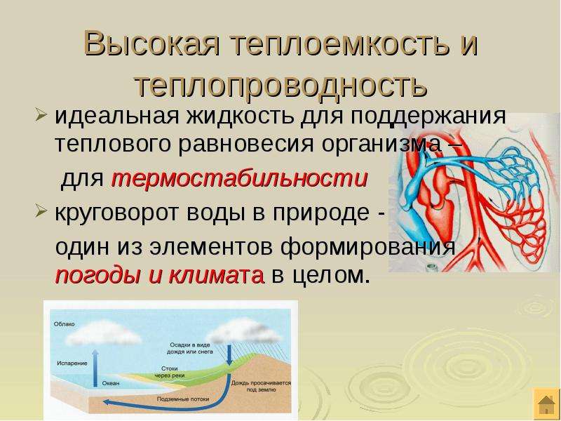 Идеальная жидкость. Теплопроводность воды в организме. Высокая теплоемкость воды. Теплоемкость и теплопроводность воды. Теплоемкость и теплопроводность организма.