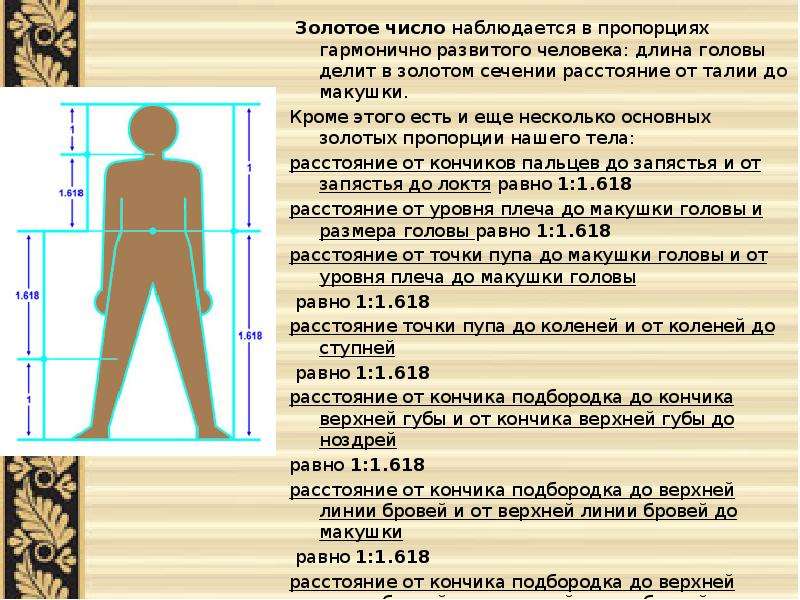 Длина человека. Золотое число тело человека. Длина головы человека. Золотое сечение для детей. Буклет золотое сечение в теле человека.