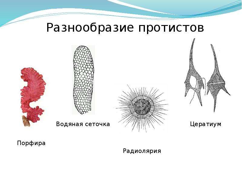 План конспект урока протисты 6 класс