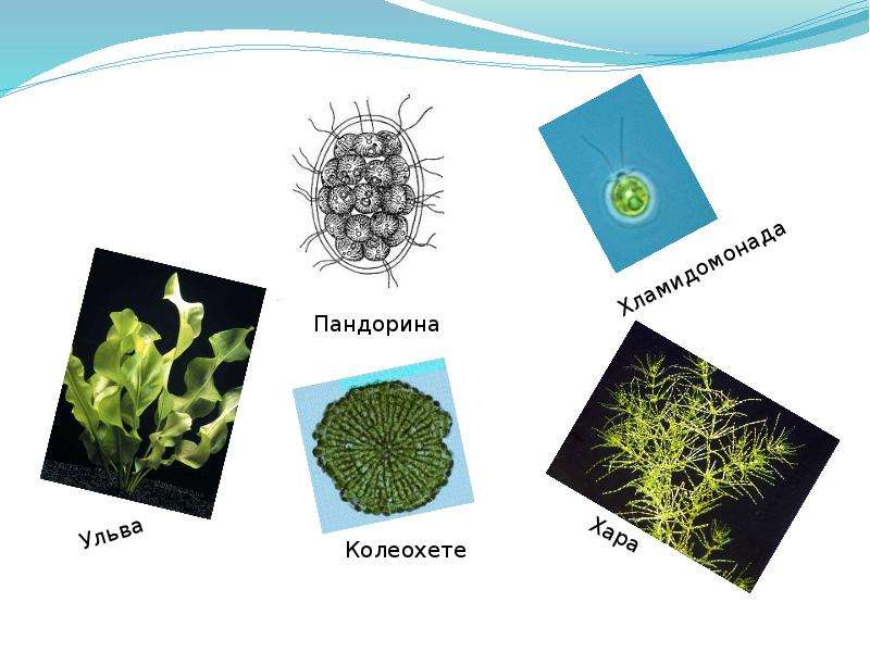 Автотрофные протисты. Протисты водоросли. Пандорина водоросль. Колеохета водоросли. Водяная сеточка водоросль.