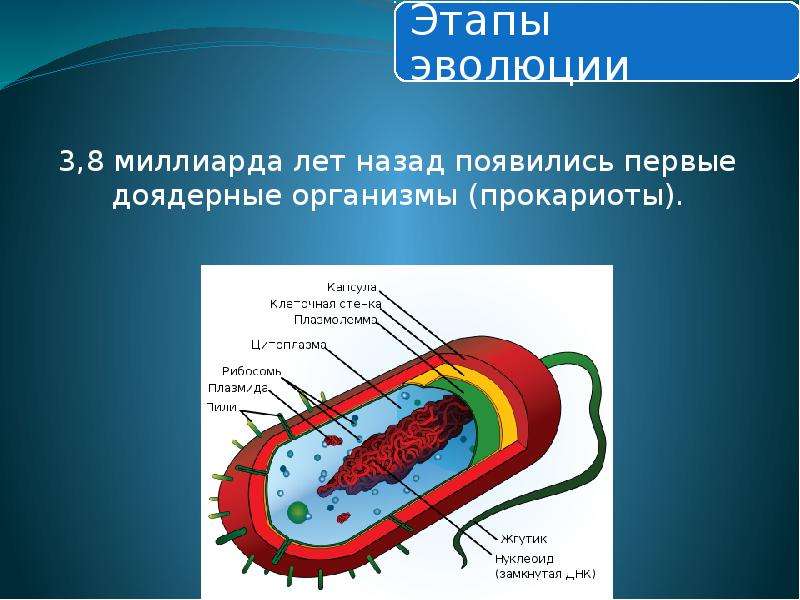 Доядерные прокариоты. Доядерные организмы. Доядерные бактерии. Презентация бактерии и доядерные организмы.