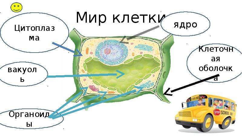 Презентация экскурсия в мир клеток 5 класс