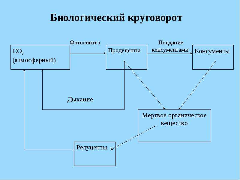 Соедините стрелками все элементы так чтобы получилась схема биологического круговорота веществ