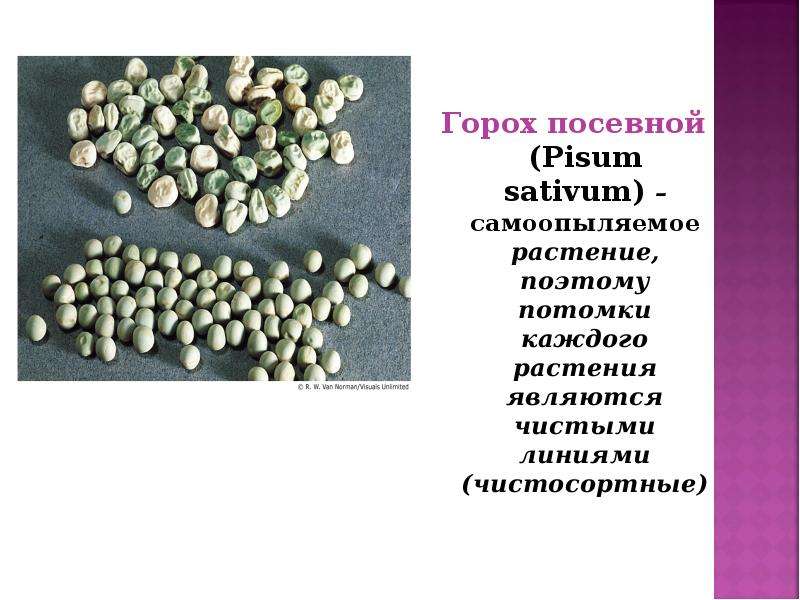 Виды гороха посевного. Pisum sativum - горох посевной. Семена гороха посевного описание. Признаки гороха посевного. Горох посевной размер.