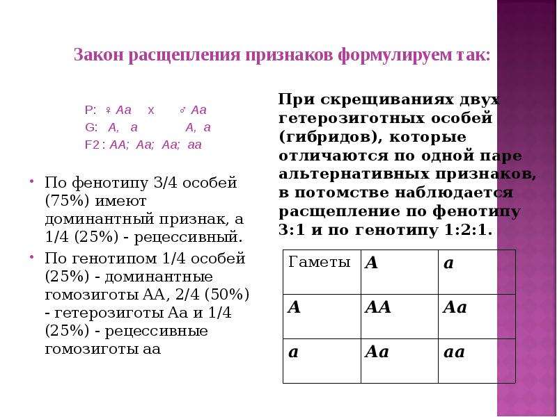 Расщепление признаков. Расщепление по 2 признакам. Расщепление по генотипу и фенотипу. Закон расщепления. Закономерности расщепления по фенотипу и генотипу.