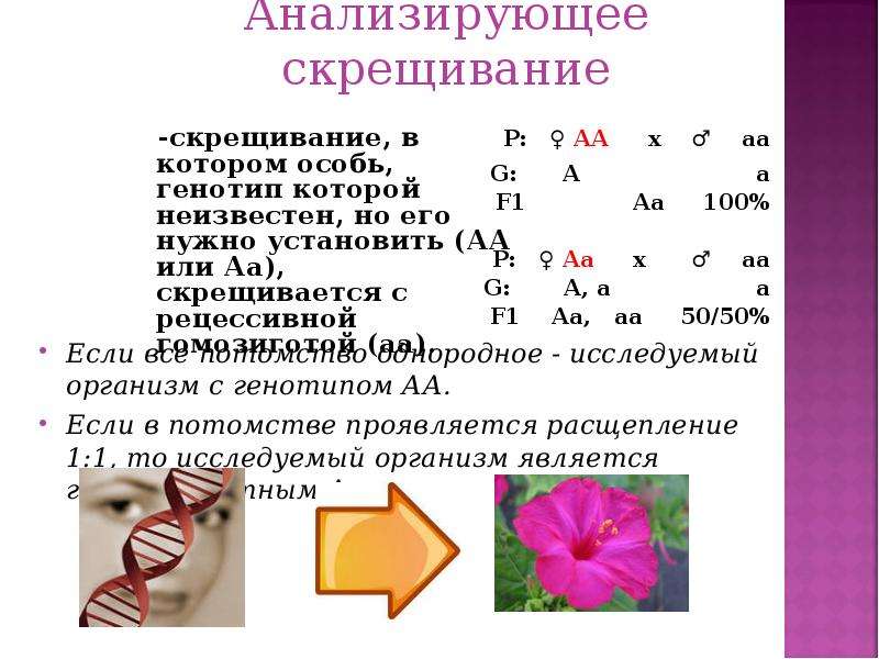 Анализирующее скрещивание расщепление. Анализирующее скрещивание. Анализирующее скрещивание пример. Анализирующее скрещивание задачи. Анализирующее скрещивание кратко.