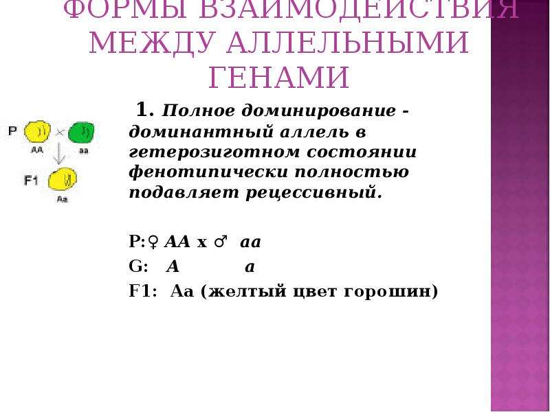 Показать ответ полное доминирование. Формы взаимодействия между аллельными генами. Одна из форм взаимодействия между аллельными генами. Формы взаимодействия аллелей одного Гена. Доминантный ген полного доминирования..