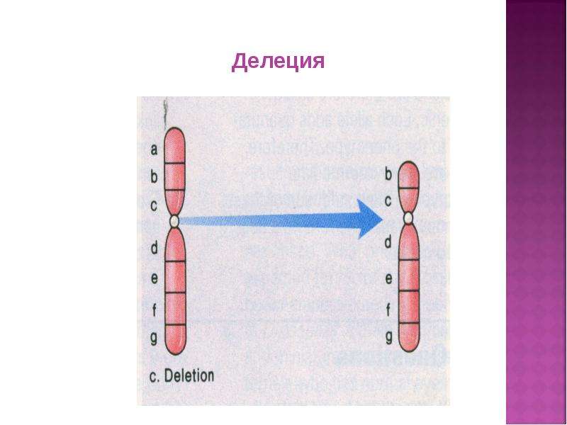 Делеция это. Делеция. Делеция схема. Делеция Гена. Делеция это в биологии.