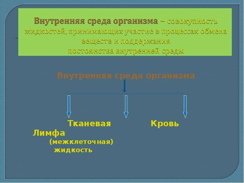 Внешняя среда организма. Внутренняя среда организма и ее значение кроссворд. Межтканевая жидкость место нахождения.