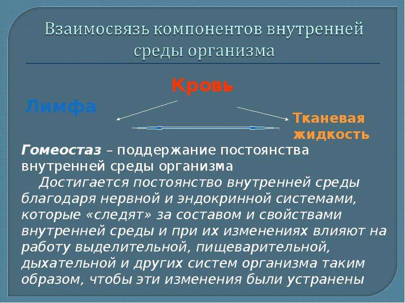 Компоненты составляют внутреннюю среду организма человека