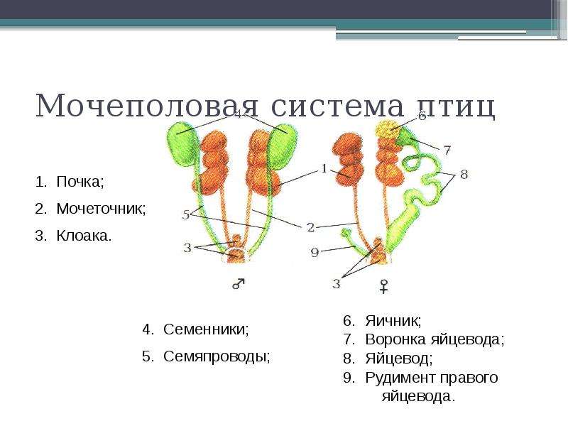 Презентация размножение и развитие птиц 7 класс презентация