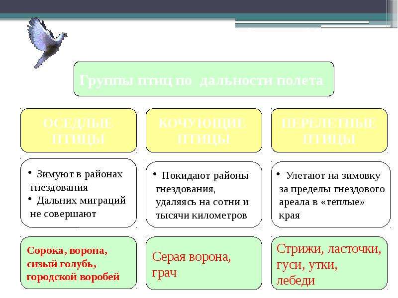 Птицы презентация 7 класс