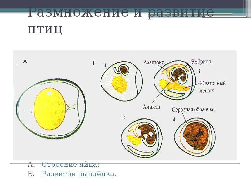 Размножение презентация 8 класс