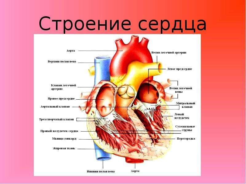 Анатомия сердца картинки с надписями